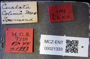 Media type: image;   Entomology 21333 Aspect: labels